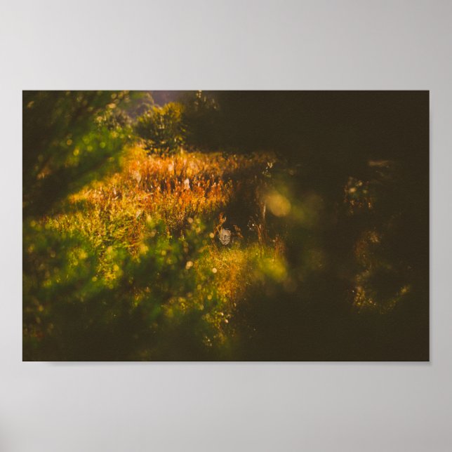 Landschaftslandschaft Forest Spiderweb Poster (Vorne)