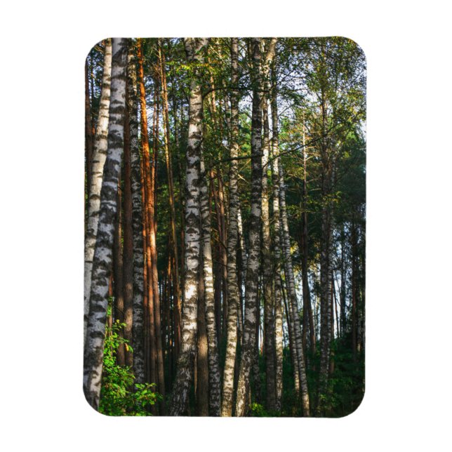 Landschaftslandschaft Wald Birkenbäume Magnet (Vertikal)