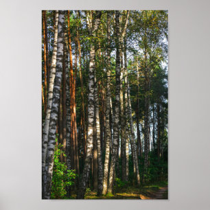 Landschaftslandschaft Wald Birkenbäume Poster