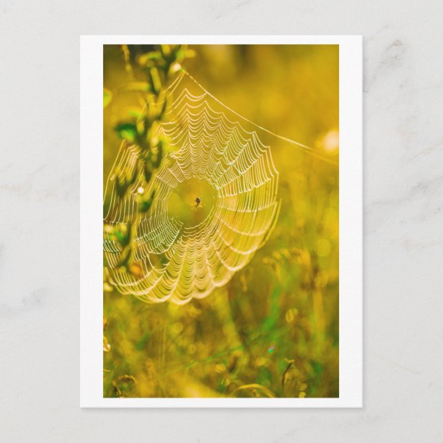 LandschaftsSpider Spiderweb Postkarte (Vorderseite)