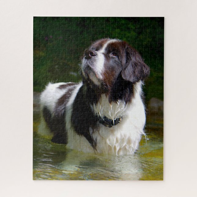 Landseer Hund. (Vertikal)