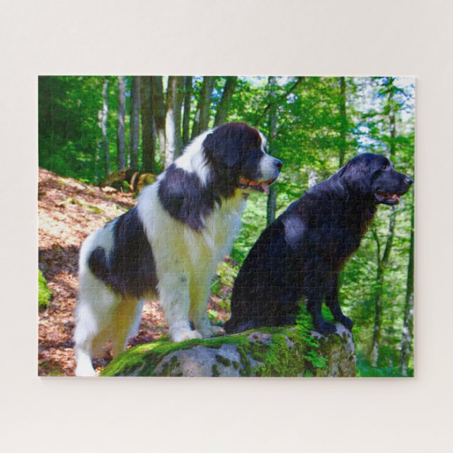 Landseer Hund. (Horizontal)
