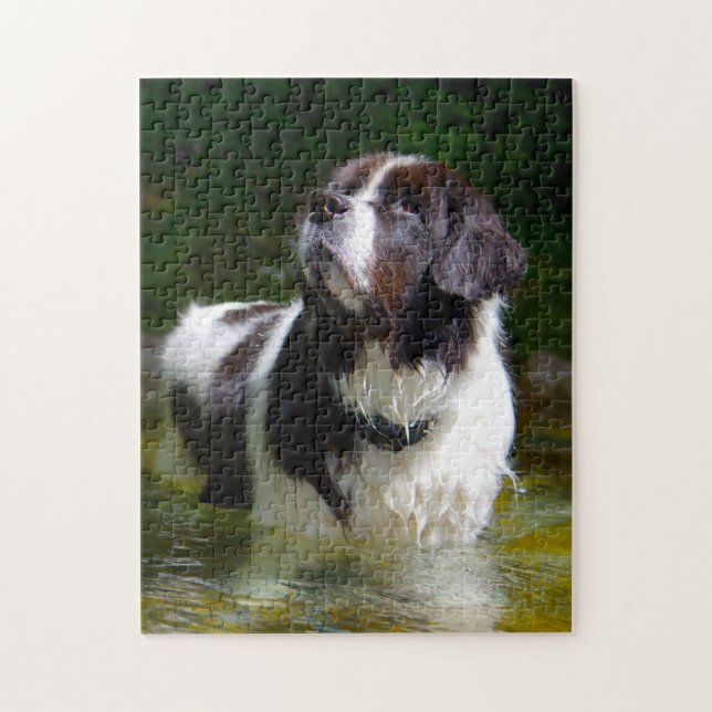 Landseer Hund. (Vertikal)