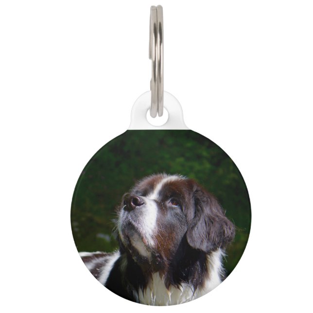 Landseer Hund. Haustiermarke (Vorderseite)
