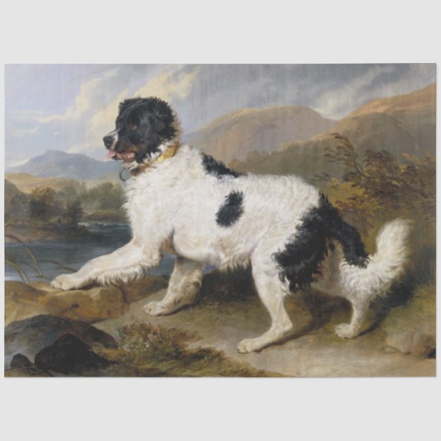 Landseer Neufundland Hund (Schwarzes und Weißes Ti Seidenpapier (Vorderseite)