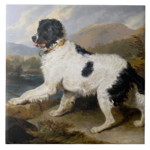 Landseer Neufundländer Hund (Schwarz-Weiß-Tier) Fliese