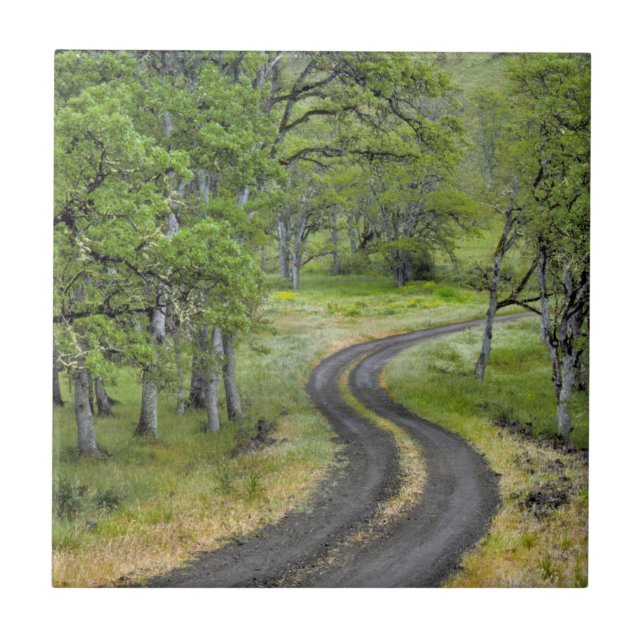 Landstraße durch Bäume, Oregon Fliese (Vorderseite)