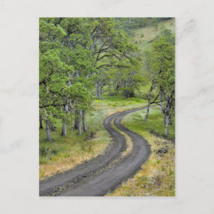 Landstraße durch Bäume, Oregon Postkarte