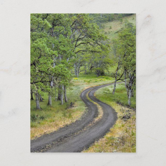 Landstraße durch Bäume, Oregon Postkarte (Vorderseite)