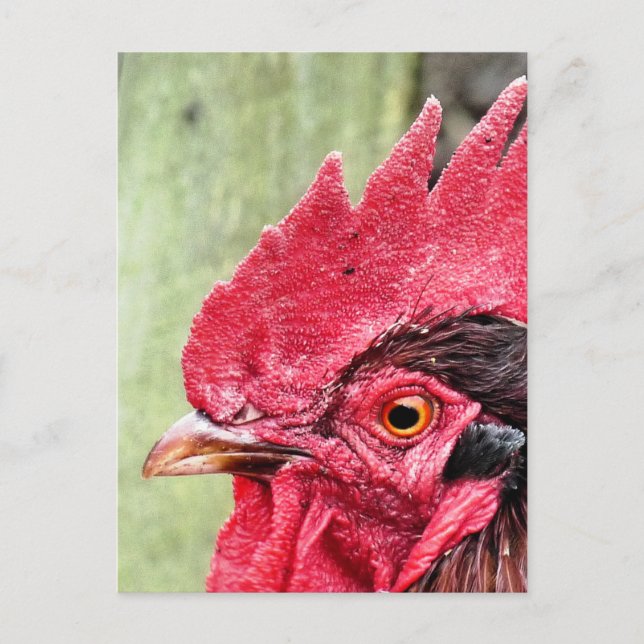 LANDTIERE, ROOSTER POSTKARTE (Vorderseite)