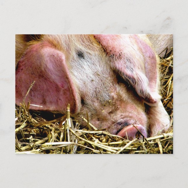 LANDTIERE, SCHWEINE POSTKARTE (Vorderseite)
