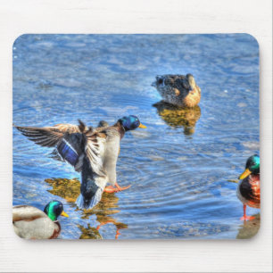 Landung Mallard Drake Birdlover Wildlife Foto Mousepad