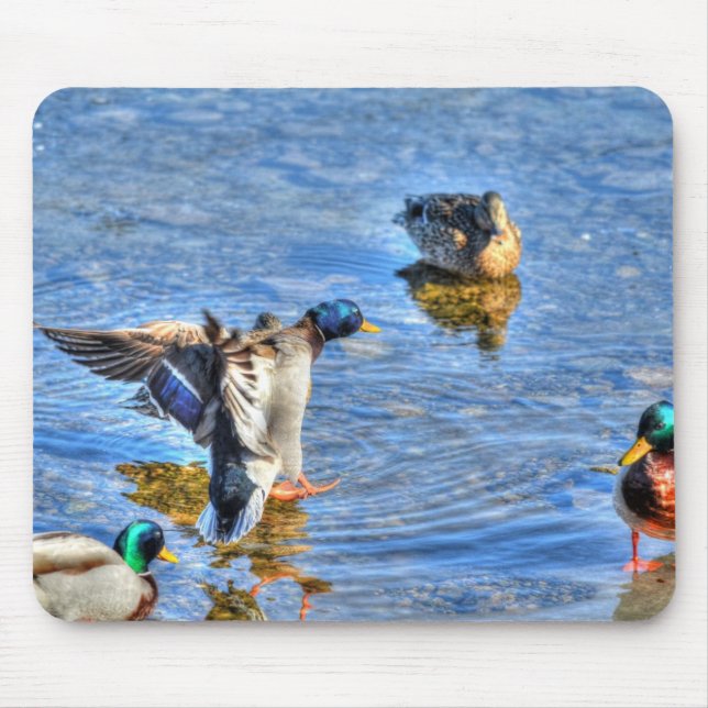 Landung Mallard Drake Birdlover Wildlife Foto Mousepad (Vorne)