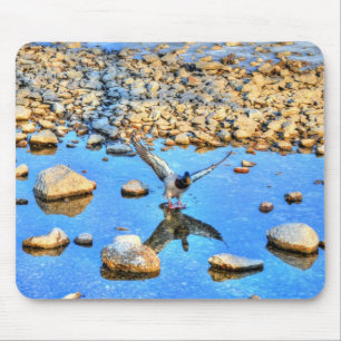 Landung Mallard Drake Birdlover Wildlife Foto Mousepad