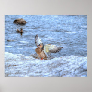 Landung Mallard Duck 3 Wildlife Foto Print Poster