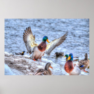 Landung Mallard Duck Drake Wildlife Foto Print Poster
