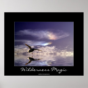 Landung Mallard Duck Wilderness Magic Foto Print Poster