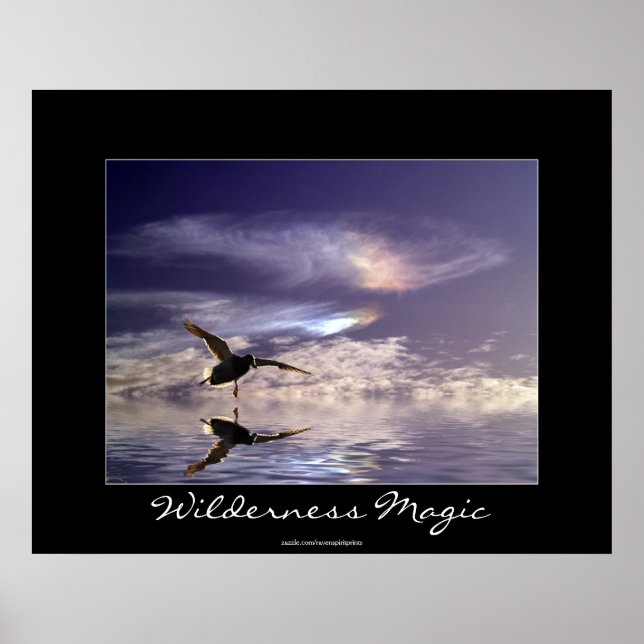 Landung Mallard Duck Wilderness Magic Foto Print Poster (Vorne)
