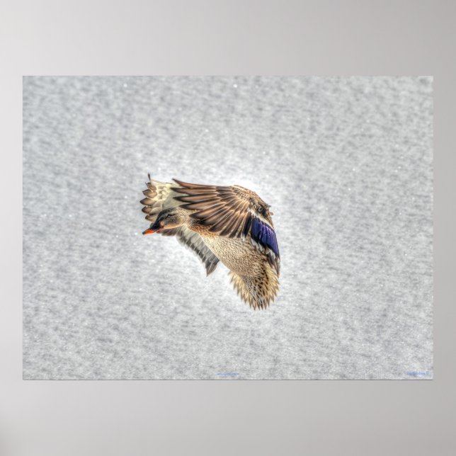 Landung Mallard Duck Wildlife Foto Print Poster (Vorne)