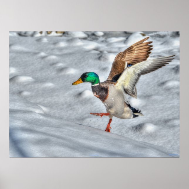 Landung Mallard Duck Wildlife Foto Print Poster (Vorne)