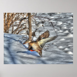 Landung Mallard Duck Wildlife Foto Print Poster