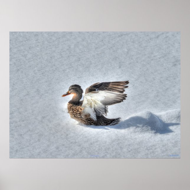 Landung Mallard Duck Wildlife Foto Print Poster (Vorne)
