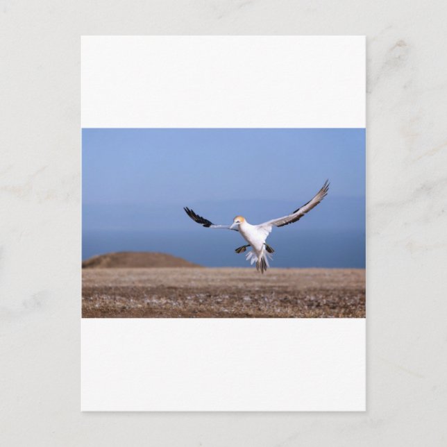 Landung von Gannet in Cape Kidnappers Postkarte (Vorderseite)