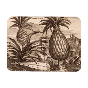 Landwirtschaft der großen Ananas, Illustration von Magnet