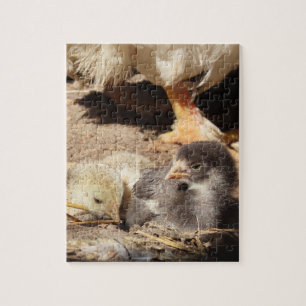 Landwirtschaft, Tier, Kunst, Baby, Schnabel, Vogel
