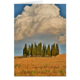 Landwirtschaftliche Zypressen