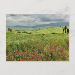 Landwirtschaftliches Feld, Region Toskana in Itali Postkarte