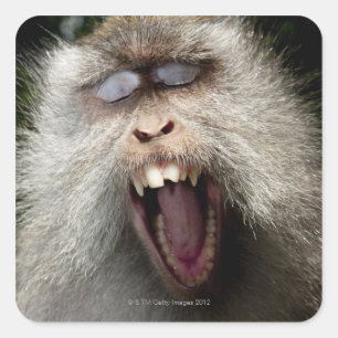 Lang-angebundene Macaques (Macaca fascicularis) Quadratischer Aufkleber