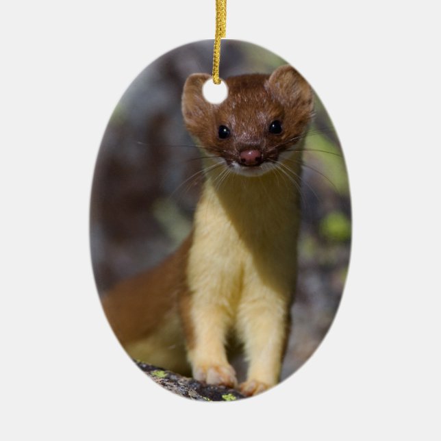 Lang-angebundener Weasel Keramikornament (Vorne)