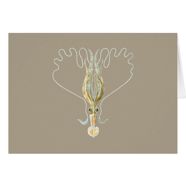 Lang-bewaffneter Tintenfisch (Vorderseite (Horizontal))