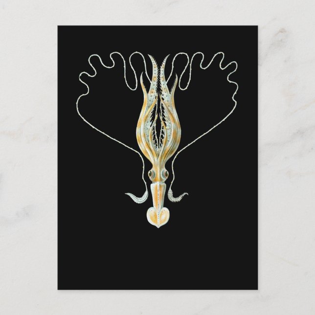 Lang-bewaffneter Tintenfisch Postkarte (Vorderseite)