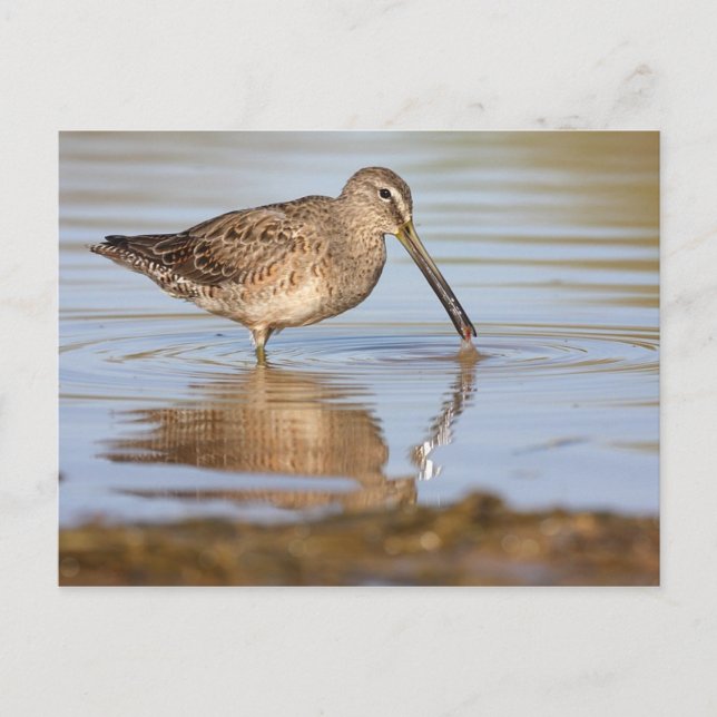 Lang-Billing-Dowitcher-Postkarte Postkarte (Vorderseite)