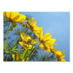 Lang gezinkte Sonnenblumenblume Wildblume Fotodruck