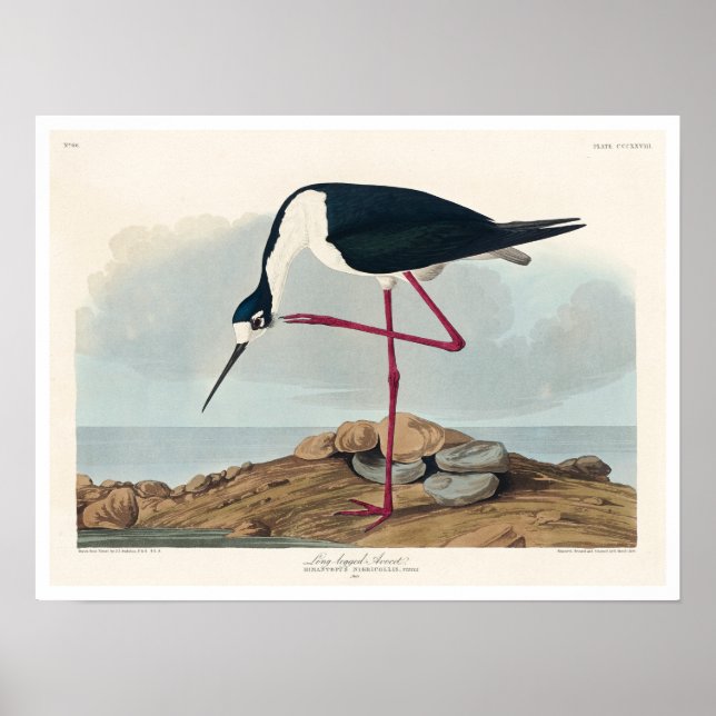 Langbeiner Avocet von Audubon Poster (Vorne)