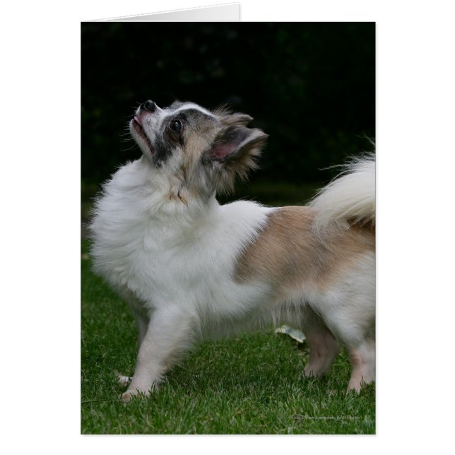 Lange Haahaaaaaaa Blick auf Kamera (Vorne)