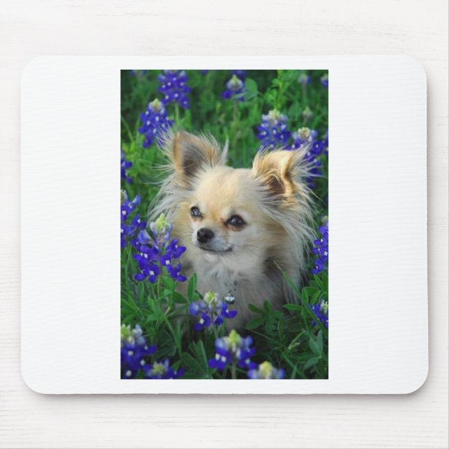 Lange Mantel-Chihuahua in den blauen Mützen Mousepad (Vorne)