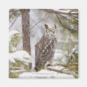 Lange ohrige Eule Magnet