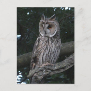 Lange Owl Nah DIY Postkarte