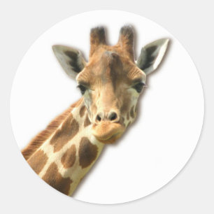 Langer Necked Giraffen-Aufkleber Runder Aufkleber