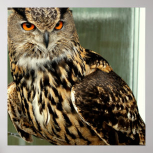 Langes Owl Poster