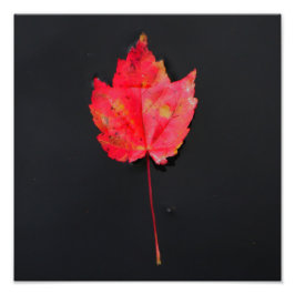 Langes, rotes Blatt Fotodruck