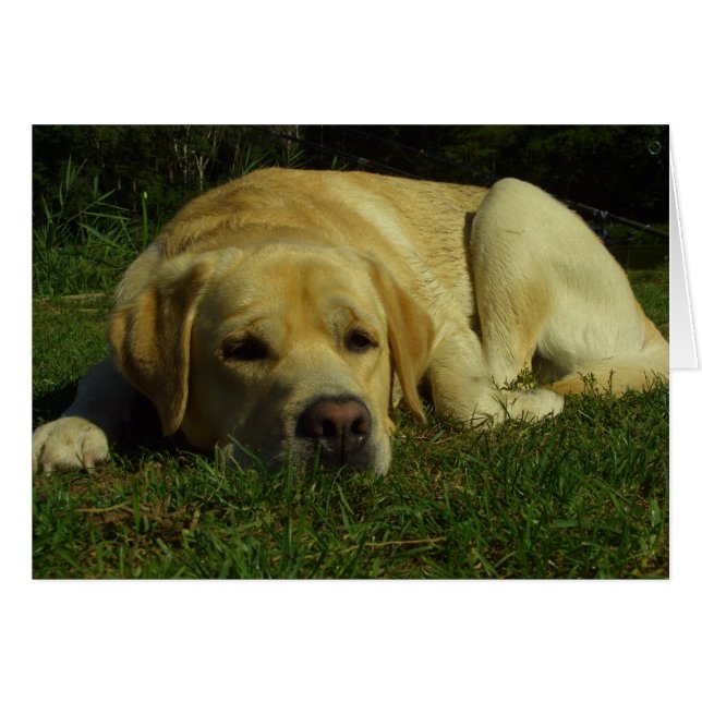 Langeweile - Labrador in grünem Gras (Vorderseite (Horizontal))