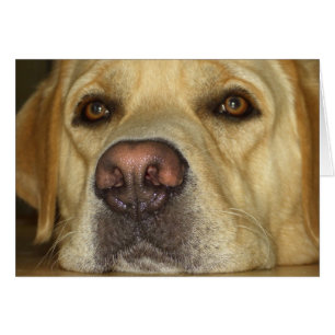 Langeweile - Niedliches gelbes Labrador