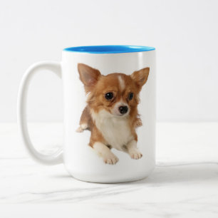 Langhaar Chihuahua Welpe Hund Zweifarbige Tasse
