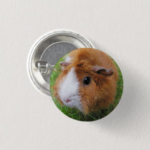 Langhaar, Orangen und Weiß, Guinea Schweinefeld Button