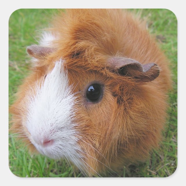 Langhaar, Rot-Weiß-Guinea Schweinefach dicht Quadratischer Aufkleber (Vorderseite)